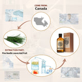 AKARZ Pure Pine Needle Essential Oil - Therapeutic Grade Invigorating Forest Essence