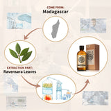 AKARZ Pure Ravensara Essential Oil - Therapeutic Grade Defensive Leaf Essence
